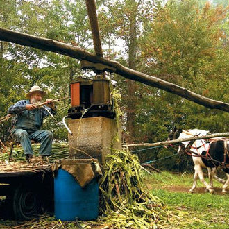 sorghum farmer in overalls processing sorghum stalks
